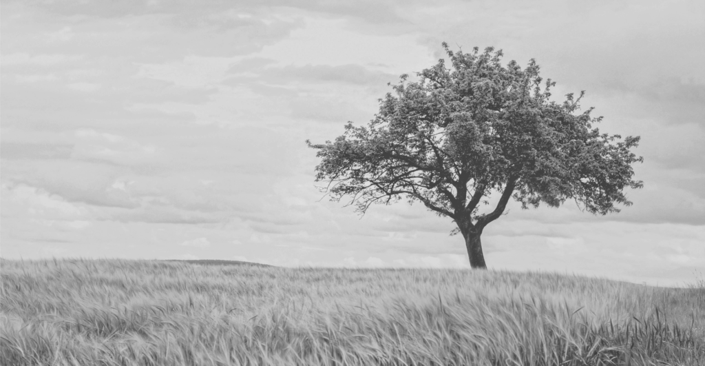 This image of a tree in a field highlights the importance of  domain portfolio management for growing businesses.