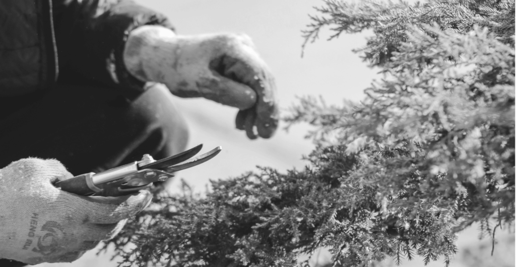 This image of a gardener highlights the importance of  domain portfolio management for growing businesses.