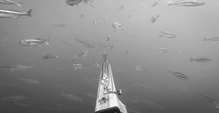 This image of a spear fishing tool underwater illustrates our discussion topic: The differences between phishing and spear phishing, and how organizations can protect themselves online.
