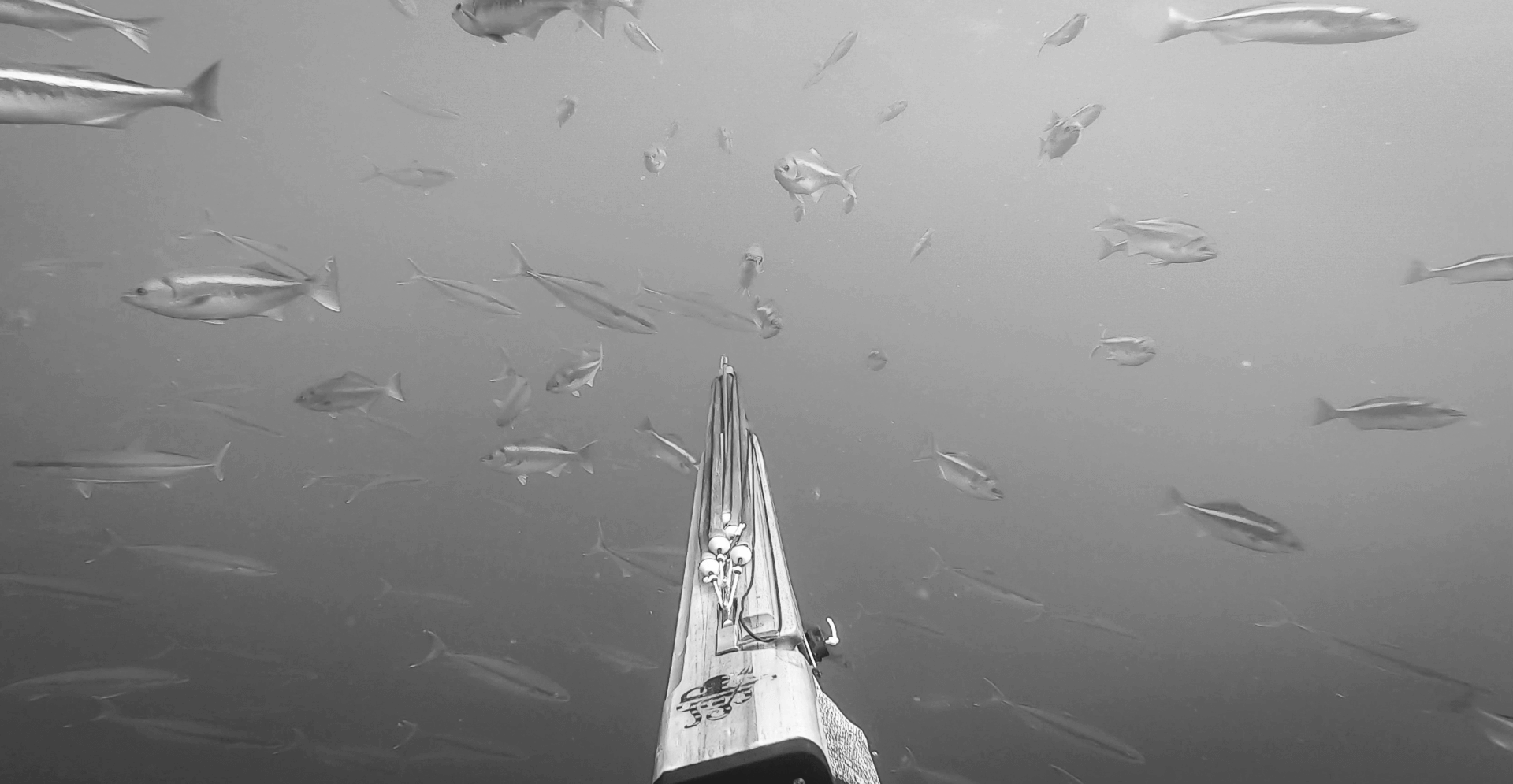 This image of a spear fishing tool underwater illustrates our discussion topic: The differences between phishing and spear phishing, and how organizations can protect themselves online.