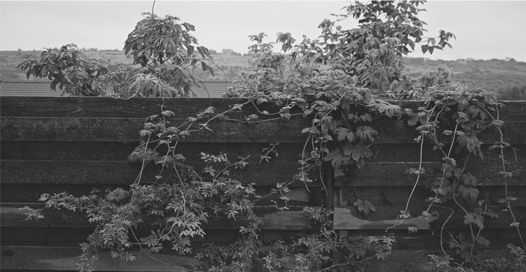 This image of an unkempt garden illustrates our discussion topic: domain names vs. trademarks